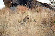 Picture 'KT1_27_14 Leopard, Tanzania, Tarangire'